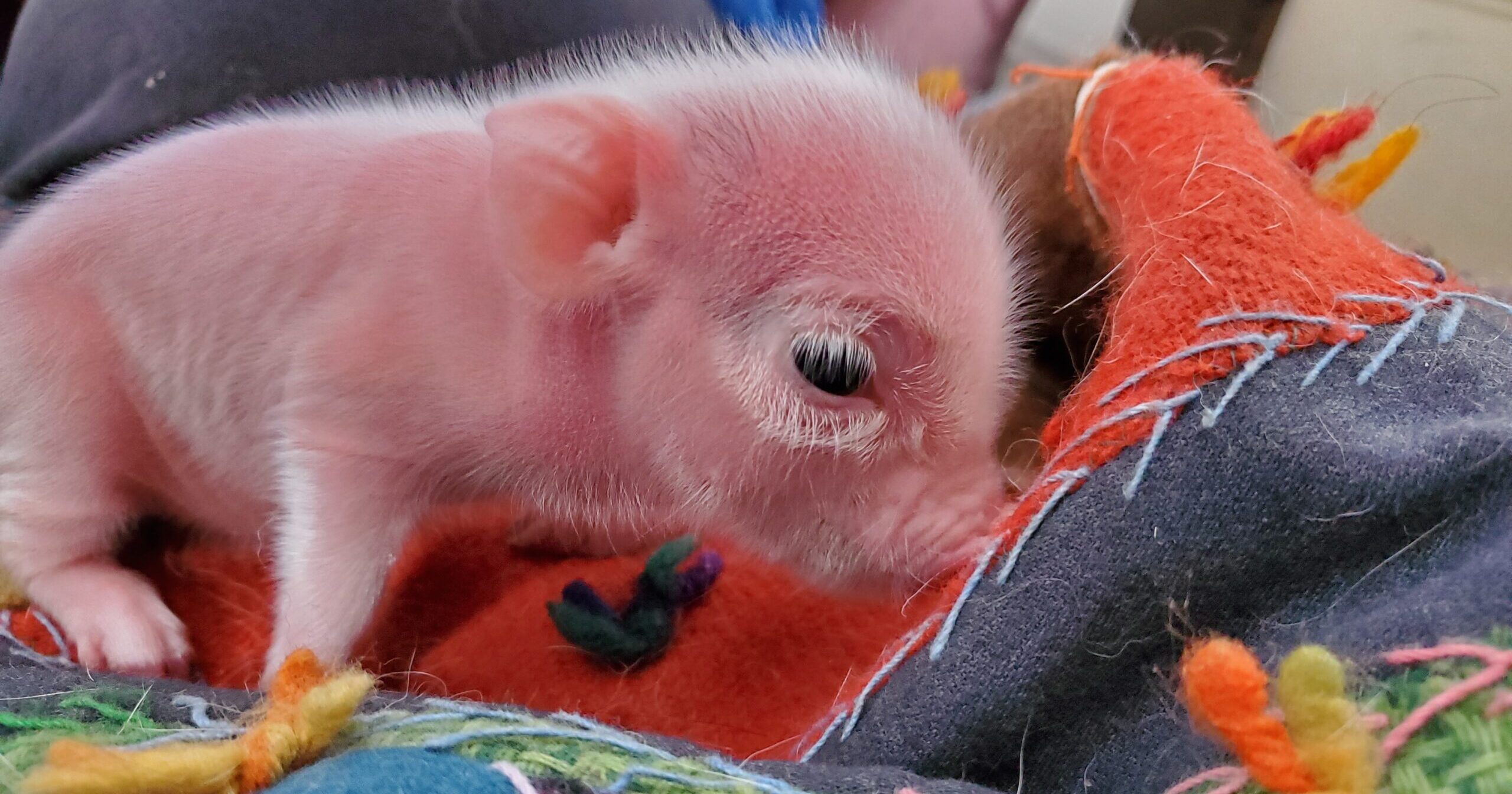 baby pink pigs