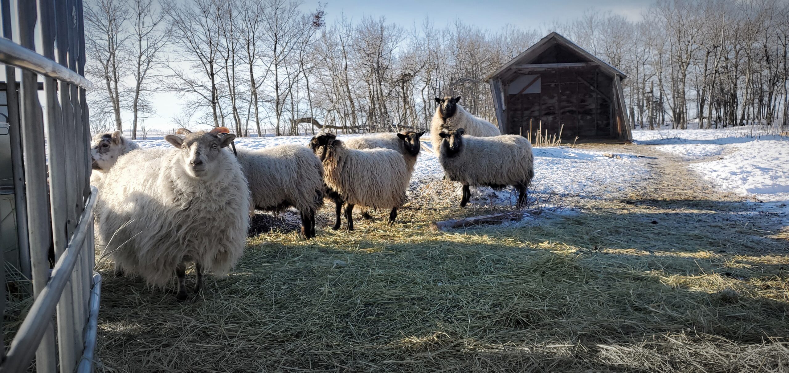 About Heritage Pastured Lamb - Hogs & Horns Homestead