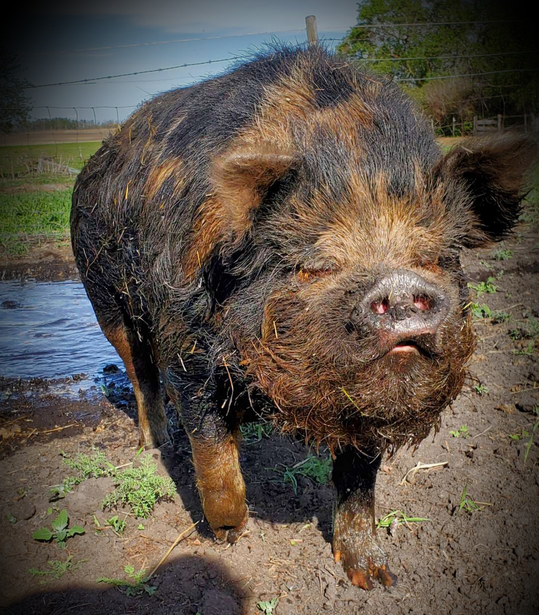 Heritage Cross Pigs For Sale - Hogs & Horns Homestead